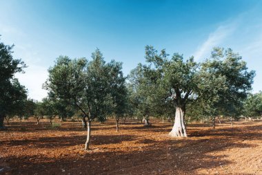 Açık gökyüzü ile zeytin ağacı alanının manzara görüntüsü.