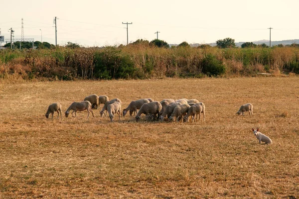 Braune Und Weiße Schafherde Auf Dem Heuboden — Stockfoto