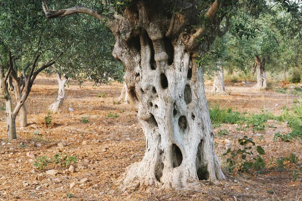 Tronco Uma Oliveira Fazenda — Fotografia de Stock