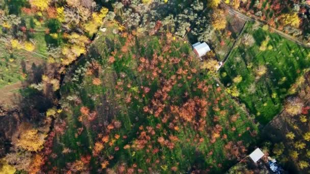 Filmagem Visão Superior Árvores Com Cores Outono Que São Amarelo — Vídeo de Stock