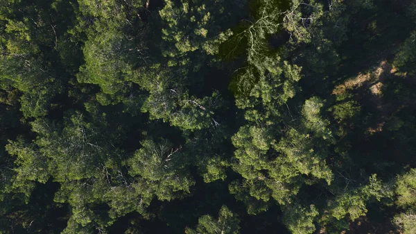 用无人驾驶飞机拍的松树的高空照片 — 图库照片