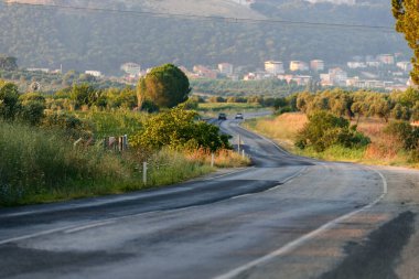 Ağaçların arasında asfalt bir yol. Çayırda yol.