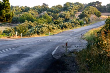 Ağaçların arasında asfalt bir yol. Çayırda yol.