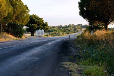 Ağaçların arasında asfalt bir yol. Çayırda yol.