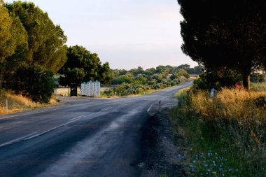 Ağaçların arasında asfalt bir yol. Çayırda yol.