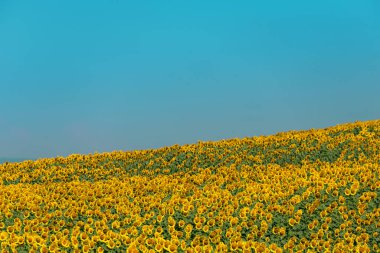 Çayırdaki ayçiçeği tarlası. Mavi gökyüzü güneş çiçeklerinde.