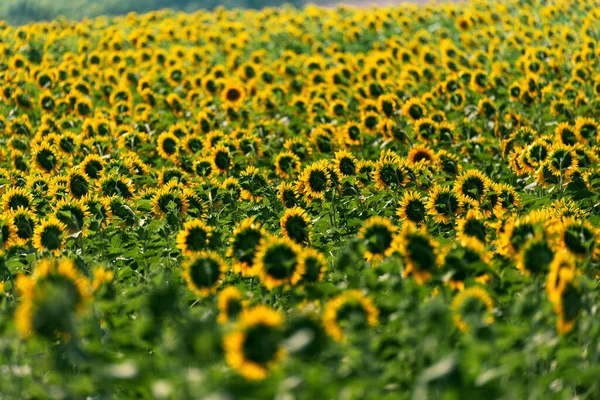 Sonnenblumen Einem Feld Von Sonnenblumen Sie Haben Grüne Blätter — Stockfoto