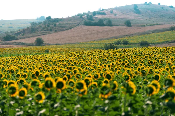 Sunflowers Field Meadow Bushes Trees Hill — Stock Photo, Image