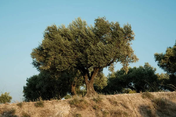 Olivovník Cesty Modrá Obloha Pozadí — Stock fotografie