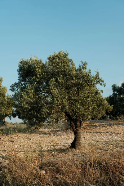 Een Olijfboom Aan Kant Van Weg Blauwe Lucht Achtergrond — Stockfoto