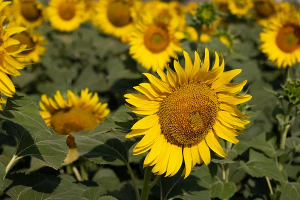 Eine Sonnenblume Einem Feld Von Sonnenblumen Hat Grüne Blätter — Stockfoto