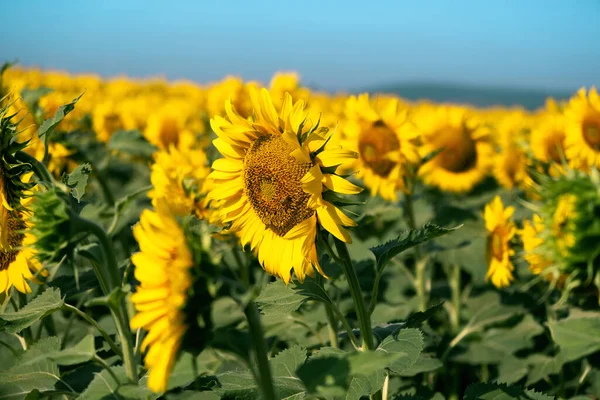 Eine Sonnenblume Einem Feld Von Sonnenblumen Hat Grüne Blätter — Stockfoto