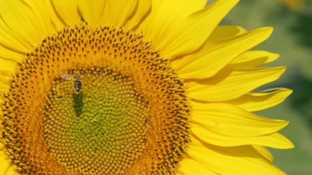Bestäubende Und Fliegende Honigbienen Auf Einer Sonnenblume Zeitlupe — Stockvideo