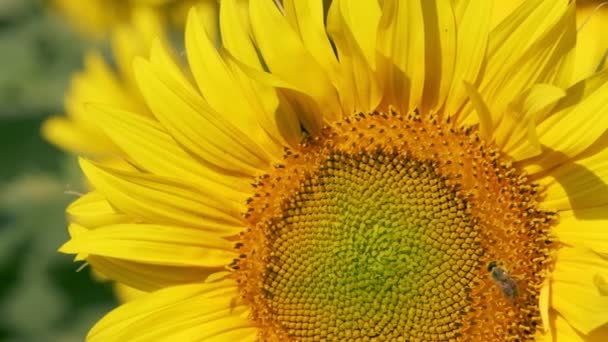 Bestäubung Der Honigbiene Auf Einer Sonnenblume Mit Zeitlupenaufnahmen — Stockvideo