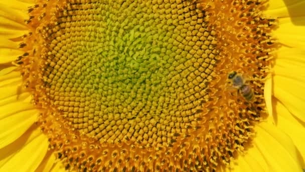 Bestäubende Und Fliegende Honigbienen Auf Einer Sonnenblume Zeitlupe — Stockvideo