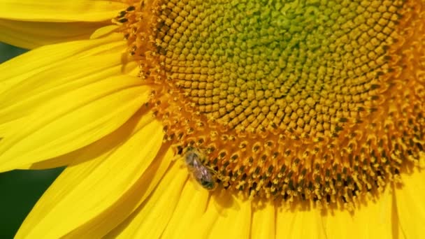 Penyerbukan Dan Terbang Lebah Madu Pada Bunga Matahari Dengan Rekaman — Stok Video