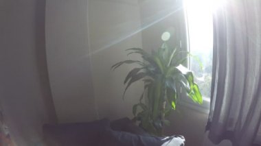 Pencerenin yakınındaki bir odada yukka bitkisinin gün bitimi