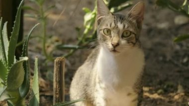 Bahçedeki kameraya bakan dişi tekir kedinin görüntülerini kapat..