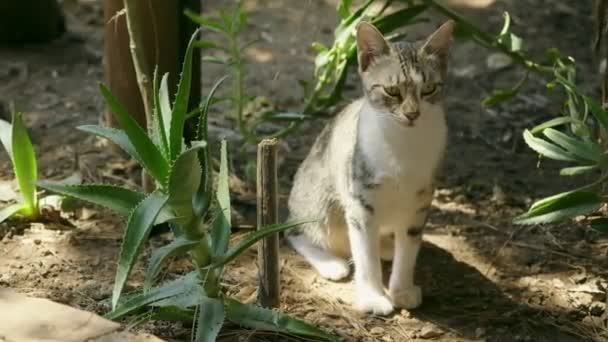 Zamknij Film Portret Kobiety Kotka Tabby Patrząc Kamerę Ogrodzie — Wideo stockowe