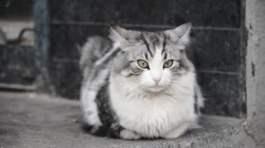 Beyaz ve gri renkli sokak kedisinin sokakta yatıp, kulaklarıyla etrafa bakınışının portre görüntüleri geri geldi..