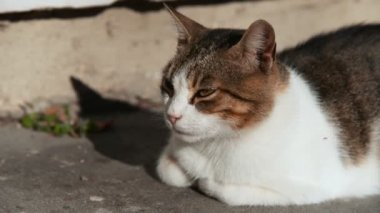 Sokakta gözleri kapalı yatan sevimli bir dişi kedi görüntüsü.