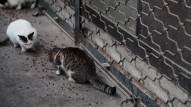 Sokak kedileri ve köpekler kaldırımda yemek yiyorlar.