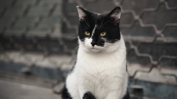 ปภาพของแมวท โดท ขนส าและขาวน งอย บนทางเด นเท าและมองไปรอบ — วีดีโอสต็อก