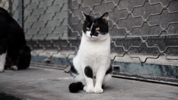 Portrait Vidéo Chat Smoking Fourrure Noire Blanche Assis Sur Voie — Video