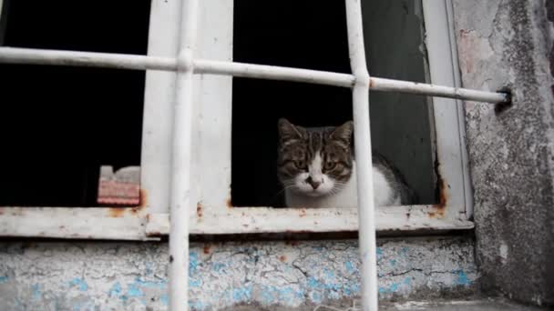 Πλάνα Μιας Γάτας Ένα Παράθυρο Ενός Παλιού Και Εγκαταλελειμμένου Σπιτιού — Αρχείο Βίντεο