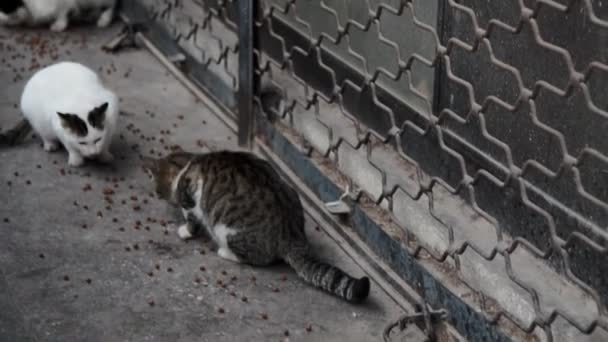 Stray Cats Dogs Eating Food Pavement — Stockvideo