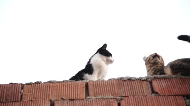 Μια Γάτα Σμόκιν Και Μια Γάτα Έναν Τοίχο Από Τούβλα — Αρχείο Βίντεο