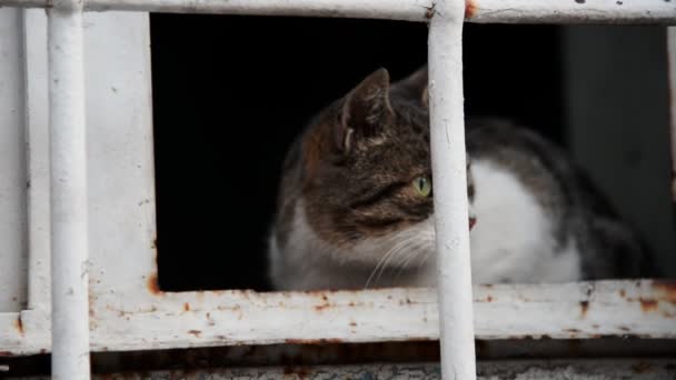Πλάνα Μιας Γάτας Ένα Παράθυρο Ενός Παλιού Και Εγκαταλελειμμένου Σπιτιού — Αρχείο Βίντεο