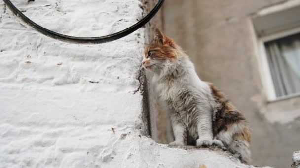 Filmación Una Hembra Sucia Gato Callejero Una Pared Con Sonido — Vídeo de stock