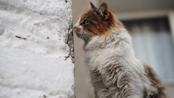 Кадри Брудної Жінки Бродячої Кішки Стіні Тонким Млявим Звуком — стокове відео