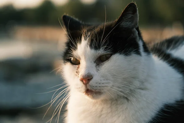 タキシード姿の猫の肖像画 — ストック写真