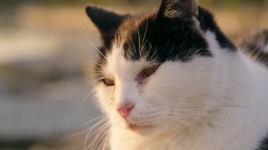 Close up footage of a Tuxedo cat lying  near the waters edge