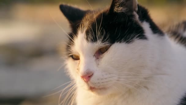 Close Footage Tuxedo Cat Lying Waters Edge — Αρχείο Βίντεο