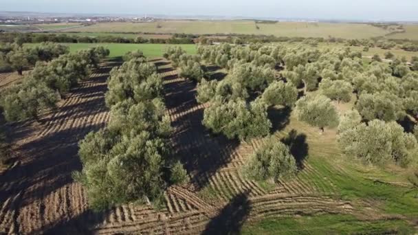 Imágenes Aéreas Una Granja Olivos Grabado Con Una Cámara Drones — Vídeos de Stock