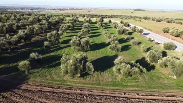 Images Aériennes Une Ferme Oléicole Avec Mouvement Camion Caméra Drone — Video