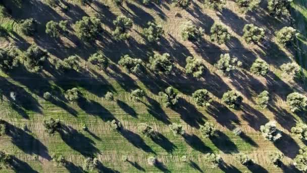 Luftaufnahmen Einer Olivenplantage Mit Drohnen Kamerawagen — Stockvideo