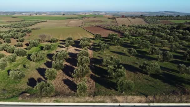 Bir Zeytin Çiftliğinin Insansız Hava Aracı Kameralı Görüntüsü — Stok video