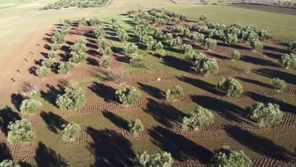 Повітряні Кадри Оливкової Ферми Записано Безпілотним Фотоапаратом Над Оливковими Деревами — стокове відео