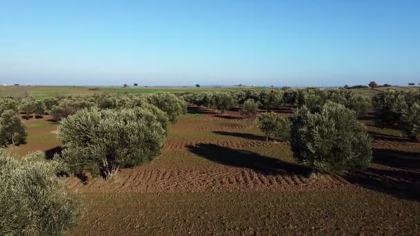 Luchtfoto Van Een Olijfboerderij Met Een Drone Camera Dolly Beweging — Stockvideo