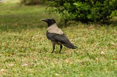 Parktaki çimlerin üzerindeki bir karganın yakın çekimi.