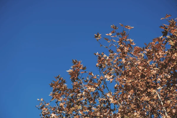 Droge Sycamore Bladeren Een Blauwe Lucht Achtergrond — Stockfoto