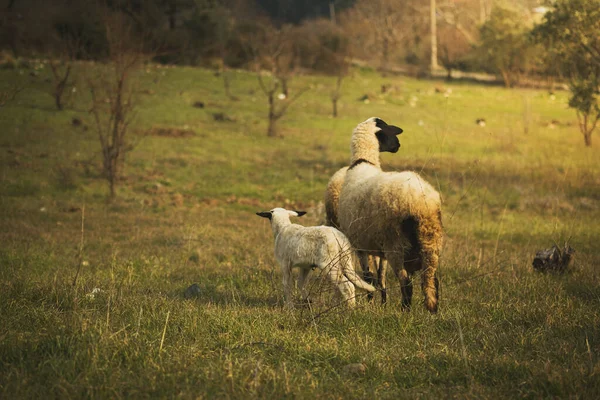 2匹の子羊と牧草地の羊 — ストック写真