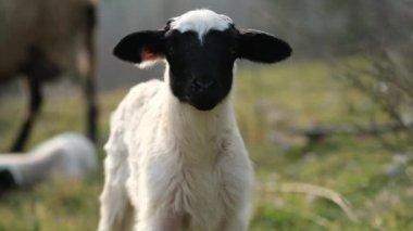 Çayırdaki bir kuzunun portresini ve yavaş çekim görüntülerini kapatın.