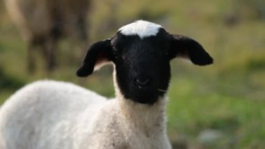 Çayırda otlayan iki kuzunun yakın çekim görüntüleri..