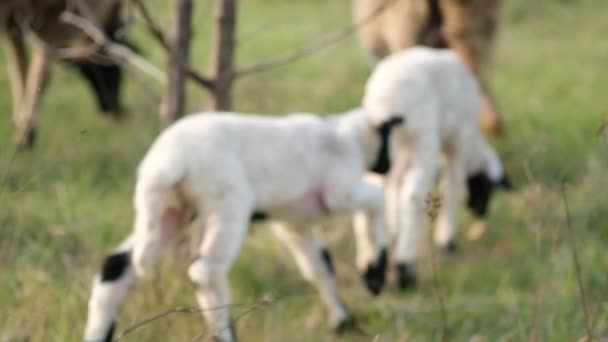 2匹の子羊の映像が牧草地で放牧されています — ストック動画