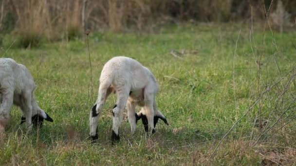 Close Footage Two Lambs Grazing Meadow — Stock Video